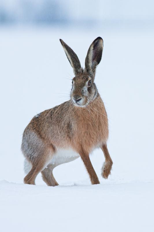 Winter Hare in Snow