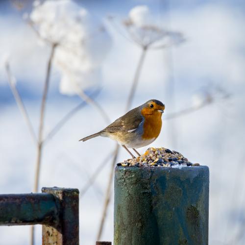 British Robin on Snowy Fence Post